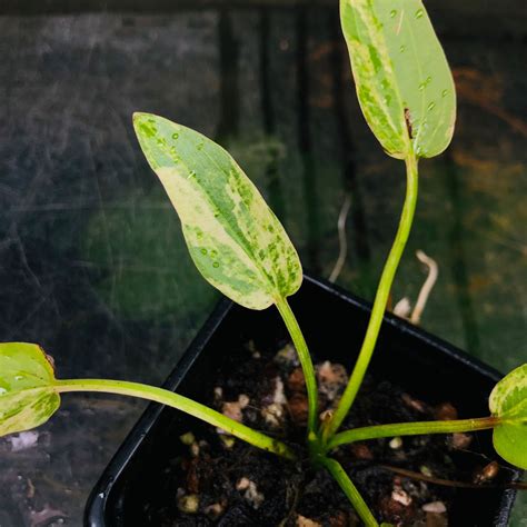 水種植物花